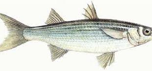 قیمت انواع ماهی کفال زنده